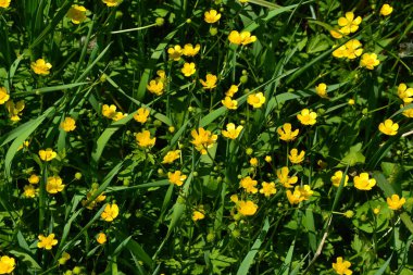 Rannculus acris. Tarla, orman bitkisi. Sarı çiçekler. Düğünçiçeği iğneleyici, yaygın düğün çiçeği türü