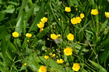 Rannculus acris. Tarla, orman bitkisi. Sarı çiçekler. Düğünçiçeği, ılıman iklim kuşağında yaygın bir tür düğün çiçeği türüdür.
