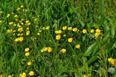 Rannculus acris. Tarla, orman bitkisi. Çiçekli yatak, güzel bitkiler. Sarı çiçekler. Düğünçiçeği iğneleyici, yaygın düğün çiçeği türü