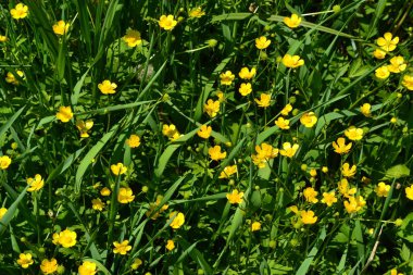 Rannculus acris. Saha. Sarı çiçekler. Düğünçiçeği iğneleyici, yaygın düğün çiçeği türü