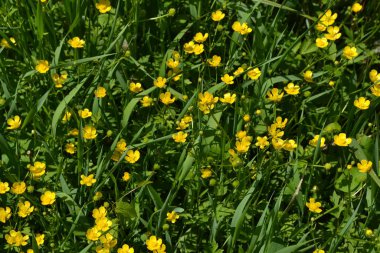 Sarı çiçekler. Rannculus acris. Tarla, orman bitkisi. Çiçekli yatak, çok güzel. Düğünçiçeği iğneleyici, yaygın düğün çiçeği türü