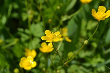 Düğünçiçeği iğneleyici, yaygın bir tür düğün çiçeği. Rannculus acris. Tarla, orman bitkisi. Çiçek yatağı, güzel, nazik bitkiler. Güneşli. Sarı çiçekler.