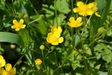 Buttercup caustic, common type of buttercups. Rannculus acris. Field, forest plant. Flower bed, beautiful gentle plants. Yellow flowers clipart