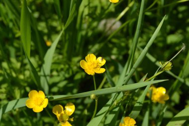 Düğünçiçeği iğneleyici, yaygın bir tür düğün çiçeği. Rannculus acris. Saha. Sarı çiçekler.