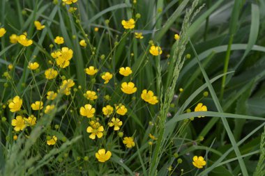Rannculus acris. Düğünçiçeği iğneleyici, yaygın bir tür düğün çiçeği. Tarla, orman bitkisi. Çiçek. Sarı çiçekler.