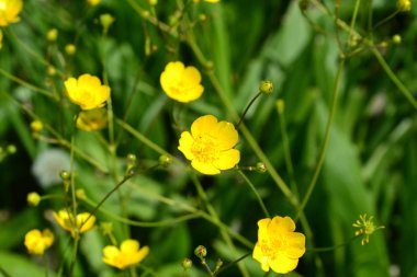 Rannculus acris. Tarla, orman bitkisi. Çiçek yatağı, güzel, nazik bitkiler. Sarı çiçekler. Düğünçiçeği, ılıman iklim kuşağında yaygın bir tür düğün çiçeği türüdür.