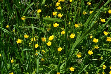 Rannculus acris. Tarla, orman. Sarı çiçekler. Düğünçiçeği iğneleyici, yaygın düğün çiçeği türü