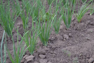 Allium sepa. Soğan soğanı, siyah arka planda yeşil lahanalar. Bahar günü, ev bahçesi. Çiftlik. Ebedi bitki, Alliaceae ailesi. Geniş sebze kültürü