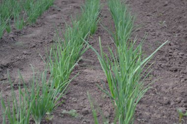 Allium sepa. Soğan soğanı, siyah arka planda yeşil lahanalar. Bahar. Ebedi bitki, Alliaceae ailesi. Geniş sebze kültürü