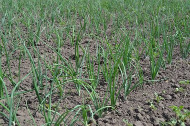 Soğan soğanı, siyah arka planda yeşil lahanalar. Bahar günü, ev bahçesi. Çiftlik, tarla. Allium sepa. Ebedi, Alliaceae ailesi. Geniş sebze kültürü
