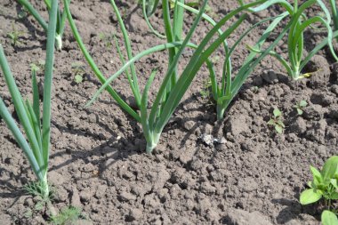 Soğan soğanı, siyah arka planda yeşil lahanalar. Bahar günü, ev bahçesi. Çiftlik, tarla, köy. Allium sepa. Ebedi bitki, Alliaceae ailesi. Geniş sebze kültürü