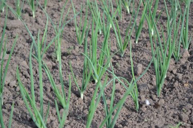 Soğan soğanı, yeşil lahanalar. Geniş sebze kültürü. Allium sepa. Ebedi bitki, Alliaceae ailesi.