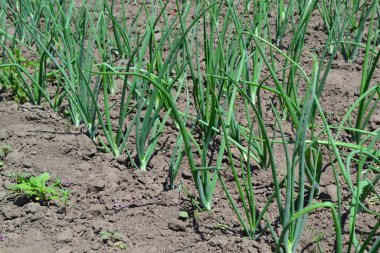 Geniş sebze kültürü. Soğan soğanı, siyah arka planda yeşil lahanalar. Allium sepa. Ebedi bitki, Alliaceae ailesi.