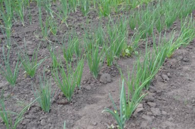 Ebedi bitki, Alliaceae ailesi. Geniş sebze kültürü. Soğan. Allium sepa