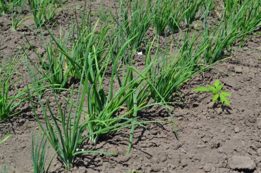 Geniş sebze kültürü. Soğan soğanı, siyah arka planda yeşil lahanalar. Bahar günü, ev bahçesi. Çiftlik. Allium sepa. Ebedi bitki, Alliaceae ailesi.