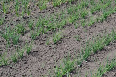 Siyah arka planda soğan, yeşil lahanalar. Bahar günü, bahçe. Allium sepa. Ebedi bitki, Alliaceae ailesi. Geniş sebze kültürü