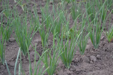 Allium sepa. Soğan soğanı, siyah arka planda yeşil lahanalar. Bahar günü, bahçe. Ebedi bitki, Alliaceae ailesi. Geniş sebze kültürü