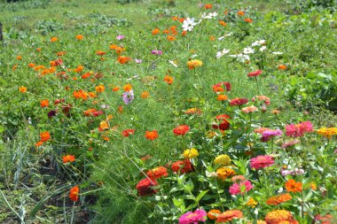 Çiçek. Zinnia, Asteraceae ailesinin yıllık ve daimi otları ve cüce çalıları cinsi. Çok renkli.
