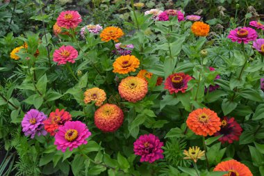 Zinnia, Asteraceae ailesinin yıllık ve daimi otları ve cüce çalıları cinsi. Zinnia çiçeği. Bahçıvanlık. Kırmızı çiçekler