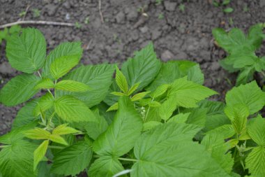 Bahçıvanlık. Sıradan ahududu. Ev bahçesi, çiçek tarlası. Rubus idaeus, Rosaceae familyasından bir Rubus cinsi. Young şut çekiyor. Yeşil çalılar