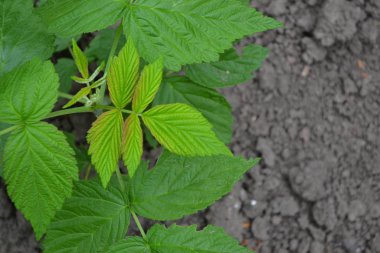 Sıradan ahududu. Rubus idaeus, Rosaceae familyasından bir Rubus cinsi. Genç yeşil çalılar