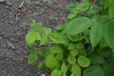 Rubus idaeus, Rosaceae familyasından bir Rubus cinsi. Sıradan ahududu. Bahçıvanlık. Ev bahçesi, çiçek tarlası. Young şut çekiyor. Yeşil çalılar