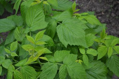Rubus idaeus, Rosaceae familyasından bir Rubus cinsi. Sıradan ahududu. Bahçıvanlık. - Eve. Young şut çekiyor. Yeşil çalılar