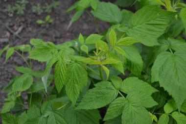 Rubus idaeus, Rosaceae familyasından bir Rubus cinsi. Sıradan ahududu. Bahçıvanlık. Ev bahçesi, yatak. Young şut çekiyor. Yeşil çalılar