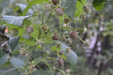 Bahçıvanlık. Ev bahçesi. Sıradan ahududu. Rubus idaeus, Rosaceae familyasından bir Rubus cinsi. Kırmızı çilek