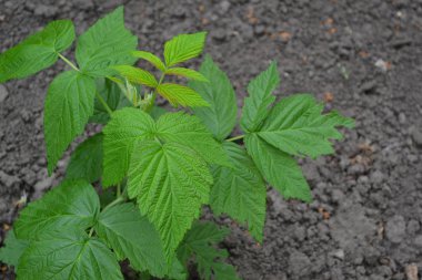 Sıradan ahududu. Bahçıvanlık. Ev bahçesi, çiçek tarlası. - Ev. Rubus idaeus, Rosaceae familyasından bir Rubus cinsi. Young şut çekiyor. Yeşil çalılar