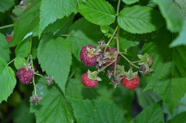 Sıradan ahududu. Rubus idaeus, Rosaceae familyasından bir Rubus cinsi. Bahçıvanlık. Ev bahçesi, çiçek tarlası. Lezzetli, sağlıklı. Kırmızı çilek