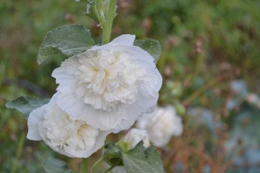 Mallow. Malva. Alcea. Bahçıvanlık. Ev bahçesi, çiçek tarlası. Ev, tarla, çiftlik. Büyük, kıvırcık çiçekler. Beyaz çiçekler