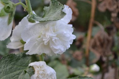 Mallow. Malva. Alcea. Büyük çiçekler. Beyaz çiçekler