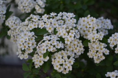 Bahçıvanlık. Ev bahçesi, çiçek tarlası. Ev, tarla, çiftlik, köy. Yeşil yapraklar, çalılar. Spirea Wangutta. Spiraea vanhouttei, Rosaceae ailesinin süs çiti. Beyaz çiçekler