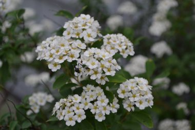 Spiraea vanhouttei, Rosaceae ailesinin süs çiti. Bahçıvanlık. Ev bahçesi, yatak. Yeşil yapraklar, çalılar. Spirea Wangutta. Beyaz çiçekler