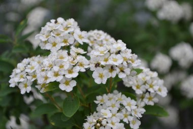 Bahçıvanlık. Yeşil yapraklar. Spirea Wangutta. Spiraea vanhouttei, Rosaceae ailesinin süs çiti. Beyaz çiçekler