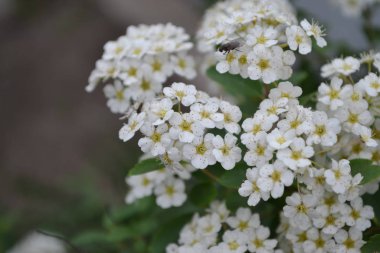 Spiraea vanhouttei, Rosaceae ailesinin süs çiti. Bahçıvanlık. Yeşil yapraklar. Spirea Wangutta. Beyaz çiçekler