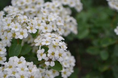 Spiraea vanhouttei, Rosaceae ailesinin süs çiti. Bahçıvanlık. Spirea Wangutta. Beyaz çiçekler