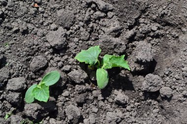 Bahçıvanlık. Ev bahçesi, çiçek tarlası. Ev, tarla. Yeşil yapraklar, çalılar. Salatalık. Salatalık satisi, yıllık bir bitki. Genç ateş ediyor.