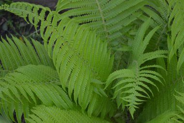Dekorasyon çiçekleri, güzel bukleler. Eğrelti. Polypodiophyta. Eğreltiotu Yaprağı - Frond. Bahçıvanlık. Ev bahçesi, çiçek tarlası. - Ev. Yeşil yapraklar, çalılar