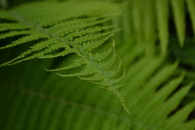 Eğrelti. Polypodiophyta. Eğreltiotu Yaprağı - Frond. Bahçıvanlık. Ev bahçesi, çiçek tarlası. - Ev. Yeşil yapraklar, çalılar. Dekorasyon çiçekleri, güzel bukleler.