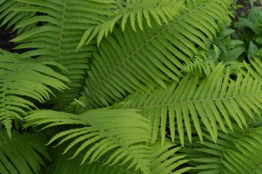 Ev bahçesi, çiçek tarlası. Ev, tarla, çiftlik, köy. Bahçıvanlık. Yeşil yapraklar, çalılar. Dekorasyon çiçekleri, güzel bukleler. Eğrelti. Polypodiophyta. Eğreltiotu Yaprağı - Ön