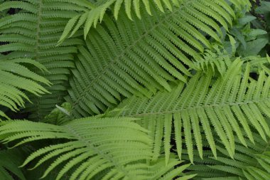Ev bahçesi, çiçek tarlası. Ev, tarla, çiftlik. Bahçıvanlık. Yeşil yapraklar, çalılar. Dekorasyon çiçekleri, güzel bukleler. Eğrelti. Polypodiophyta. Eğreltiotu Yaprağı - Ön