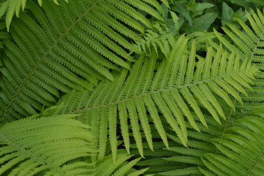Ev bahçesi, çiçek tarlası. - Ev. Bahçıvanlık. Yeşil yapraklar, çalılar. Dekorasyon çiçekleri, güzel bukleler. Eğrelti. Polypodiophyta. Eğreltiotu Yaprağı - Ön