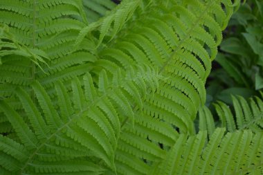 Polypodiophyta. Eğreltiotu Yaprağı - Frond. Bahçıvanlık. Yeşil yapraklar. Dekorasyon çiçekleri, güzel bukleler. Fern.