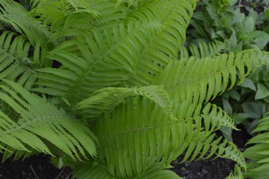 Polypodiophyta. Eğreltiotu Yaprağı - Frond. Bahçıvanlık. - Eve. Yeşil yapraklar, çalılar. Dekorasyon çiçekleri, güzel bukleler. Fern.