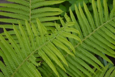 Dekorasyon çiçekleri, güzel bukleler. Eğrelti. Polypodiophyta. Eğreltiotu Yaprağı - Frond. Bahçıvanlık