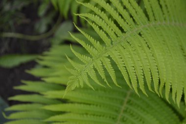 Dekorasyon. Eğrelti. Polypodiophyta. Eğreltiotu Yaprağı - Frond. Bahçıvanlık