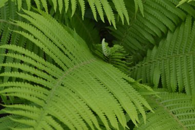 Eğrelti. Polypodiophyta. Dekorasyon çiçek yatakları. Eğreltiotu Yaprağı - Ön