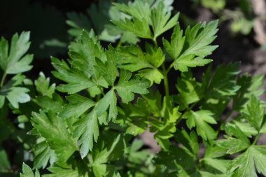 Popüler yemek çeşnisi. Maydanoz. Petroselinum crispum, bienal bitki. Bahçıvanlık. Ev bahçesi, çiçek tarlası. Yeşil yapraklar, çalılar